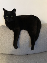 I think my cat is beautiful, show me yours 😁