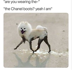 Please share your funny memes or pictures.