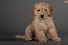 Cockapoo advice?