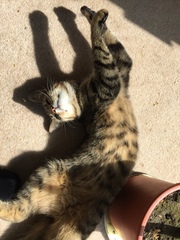 I think my cat is beautiful, show me yours 😁