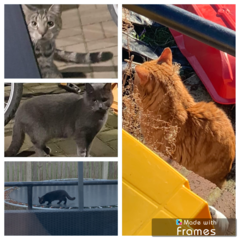 Would this be suitable for a stray cat I'm trying to take in?