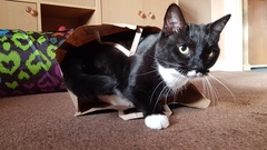 I think my cat is beautiful, show me yours 😁