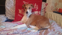Share dog photos