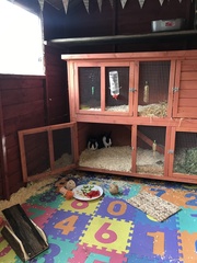 To get rid of our pet rabbits??