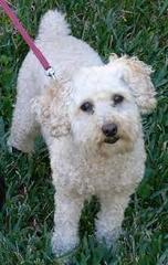 Cockapoo advice?