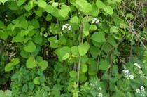 Its Japanese Knotweed time again, what to look out for.....