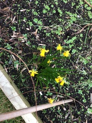 What’s early in your garden