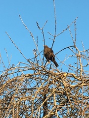 Can anyone identify this bird?