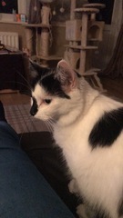 I think my cat is beautiful, show me yours 😁