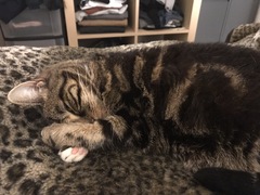 I think my cat is beautiful, show me yours 😁