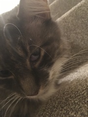 Cat’s eye suddenly odd - pics attached