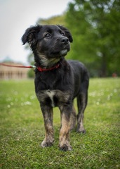 Show me your crossbreed puppy/dog please