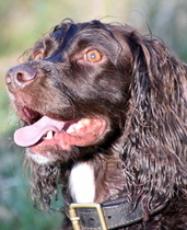 Who fancies a dog photo thread!