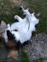 I think my cat is beautiful, show me yours 😁