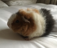 Anyone have a clue as to what breeds these GPs are?!