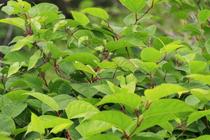 Its Japanese Knotweed time again, what to look out for.....