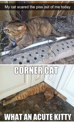 Please share your funny memes or pictures.