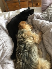 Who fancies a dog photo thread!