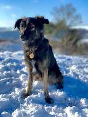 Show me your crossbreed puppy/dog please