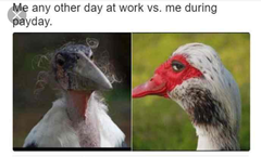 Please share your funny memes or pictures.