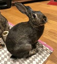 To get rid of our pet rabbits??