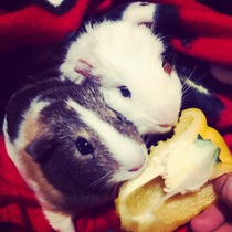 New Guinea pig owners