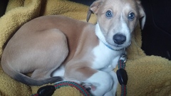 Share dog photos