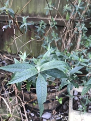 What is this and will it come back? (With pics)