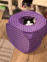 I think my cat is beautiful, show me yours 😁