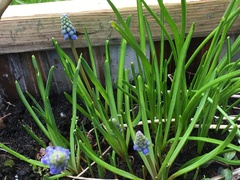 What’s early in your garden