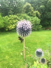 To ask you to help the bees? 🐝