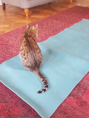 Anyone have a Bengal cat or any experience of them