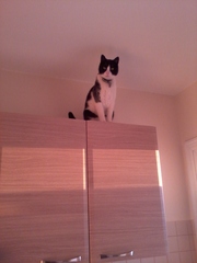Best cat you've ever had?