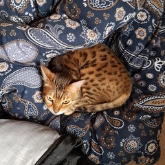 Anyone have a Bengal cat or any experience of them