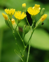 Please can someone identify the wildflower seed head?