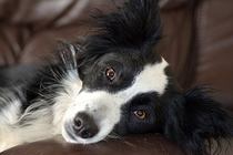 Show me your crossbreed puppy/dog please