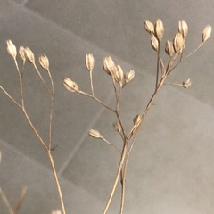 Please can someone identify the wildflower seed head?