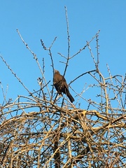 Can anyone identify this bird?