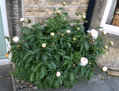 Peony advice, please