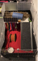 New Guinea pig owners