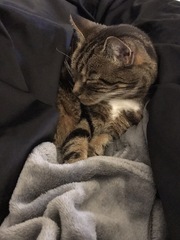 I think my cat is beautiful, show me yours 😁