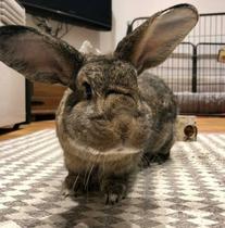 To get rid of our pet rabbits??