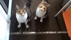 Aibu to just say one of my cats