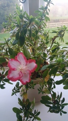 House plant identification please