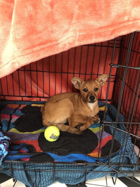 Rescue pup arrived today - toilet question