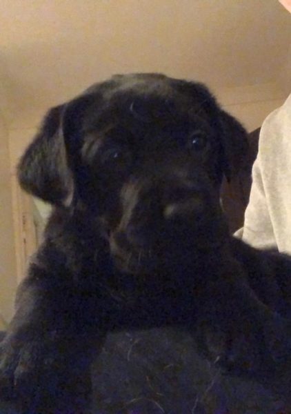 New puppy - name ideas please?