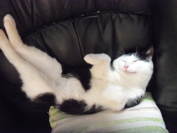 Whats your Cats name?