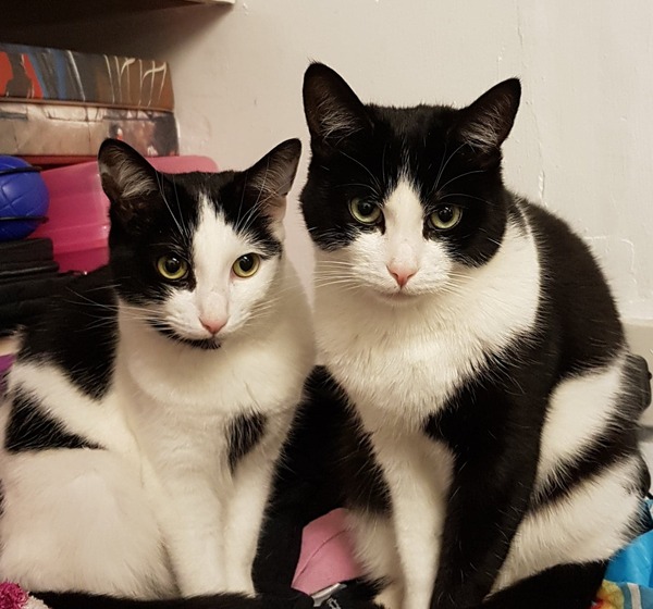 Just found out one of my beautiful boy cats has been killed. Worried about how his brother will cope