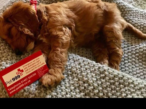Any vets around? Massive ethical issues
