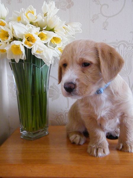 Who fancies a dog photo thread!